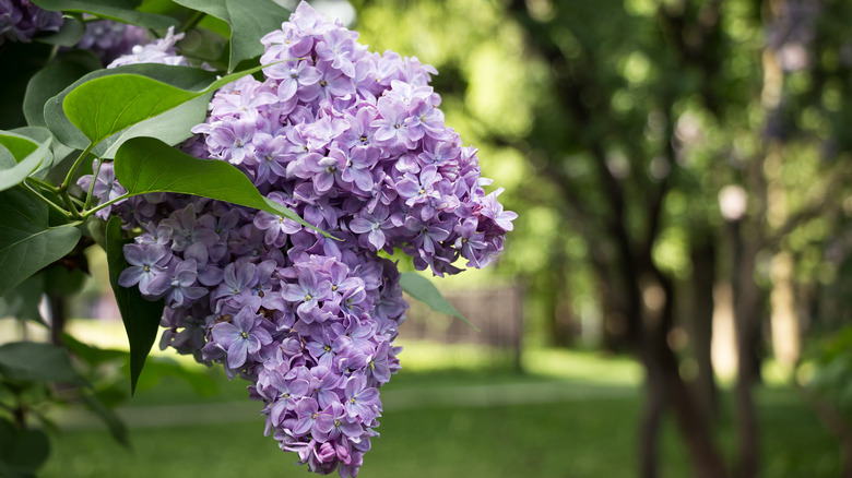 lilac blooms