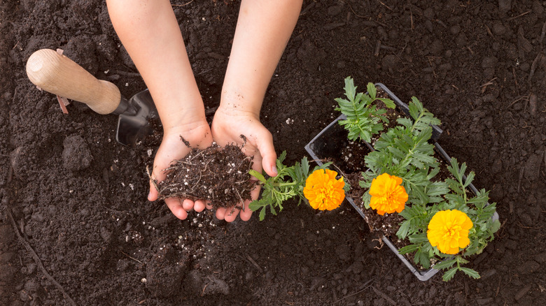 planting marigolds