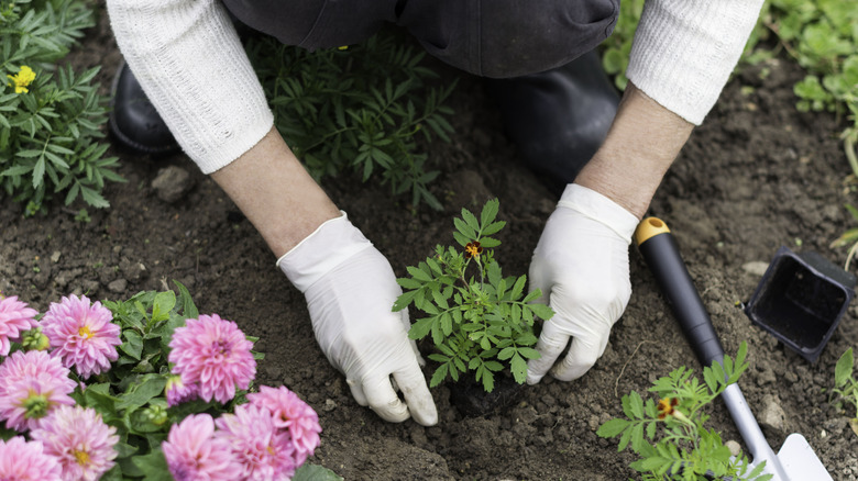 transplanting marigolds