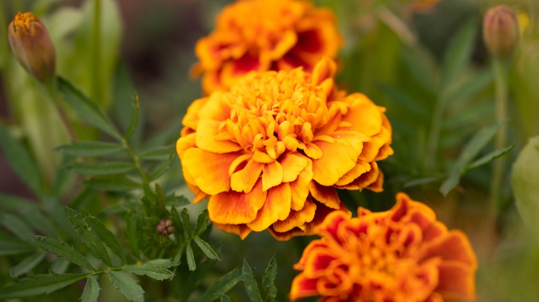 close up of marigold flowers