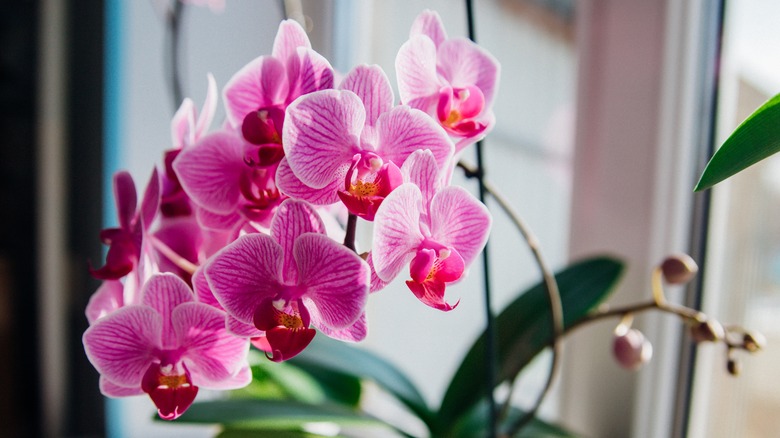 Pink orchids