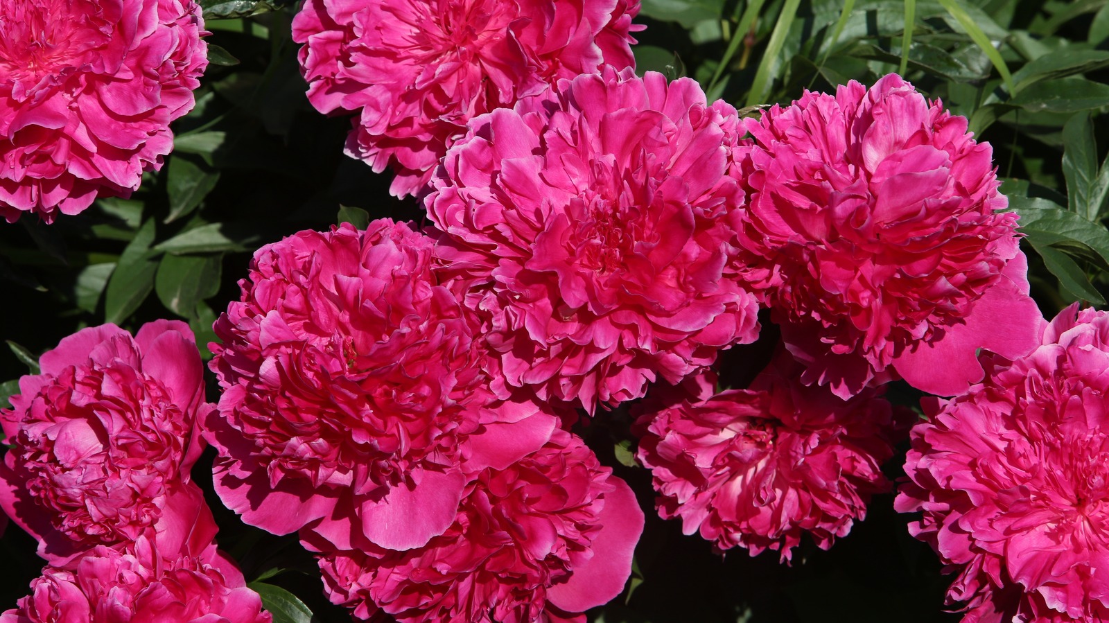 What Is The Best Time Of Year To Plant Peonies?