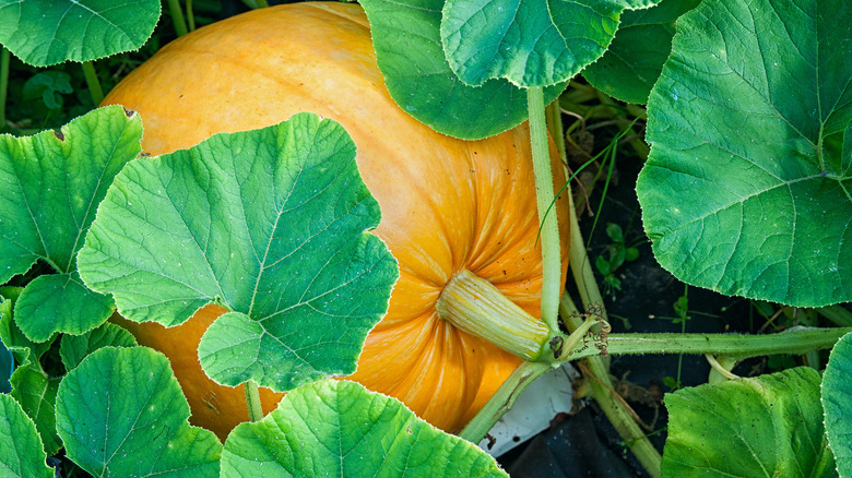 Growing pumpkin in garden
