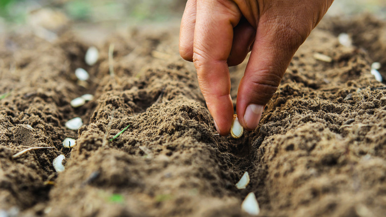 Hand planting pumpkin seeds 