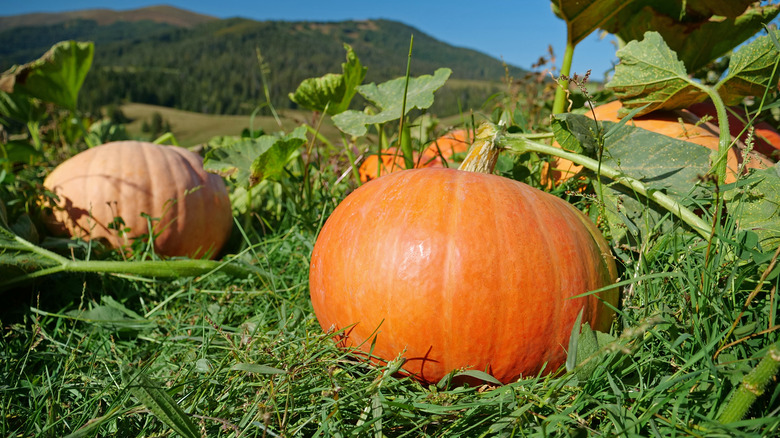Orange pumpkin growing in patch