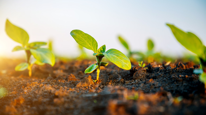 Sunflower seedlings in the ground
