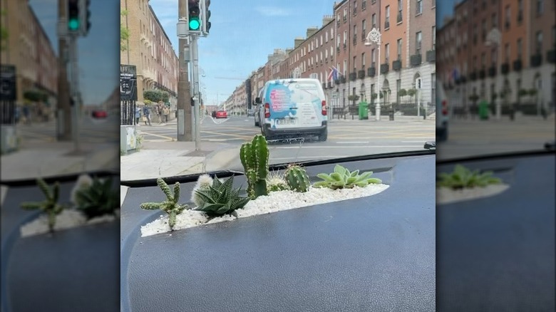Succulent garden in car dashboard