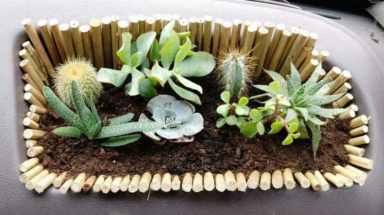 Succulent garden in dashboard