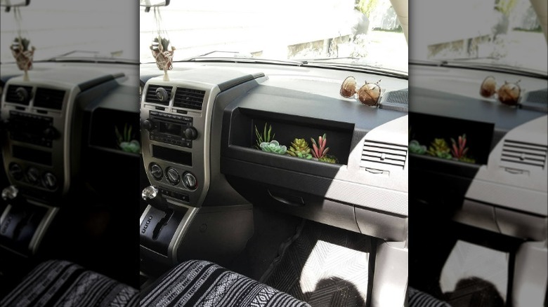 Plants in car glove box