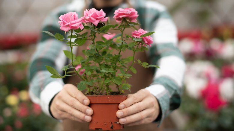 man holding potted rose bush