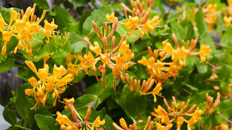 Japanese honeysuckle