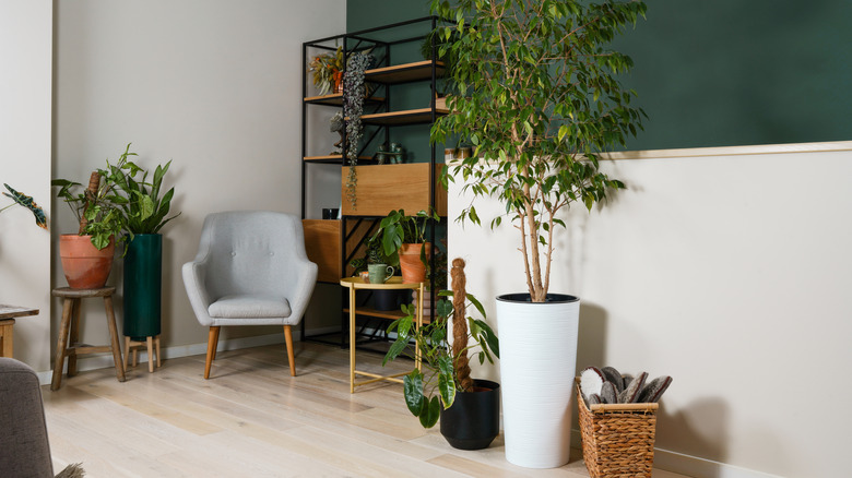 Green accent wall with open-shelf bookcase, aka an etagere next to plant, side table, and grey sitting chair