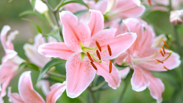 Flower with pistils and stamen