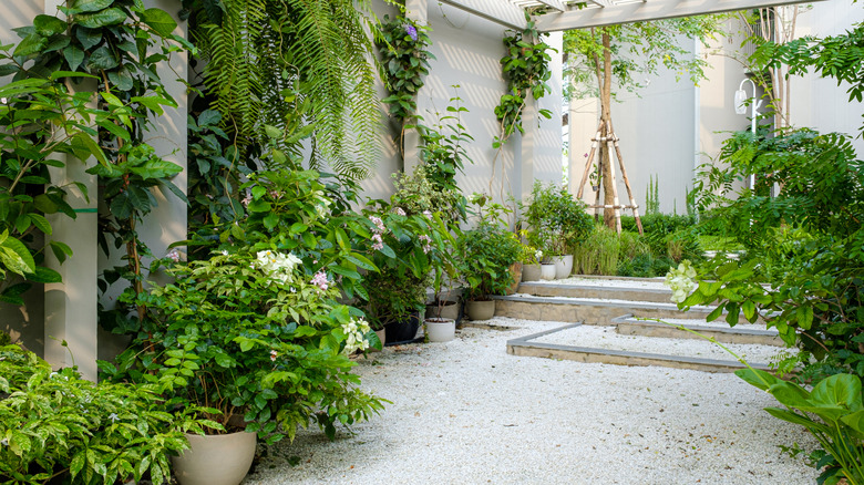 patio with several different plants, tree, and shrubs in shades of green