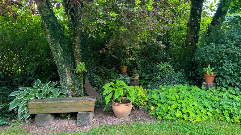 A shaded garden with large trees, a rustic bench, and terracotta pots filled with green plants. Dense foliage and ground cover