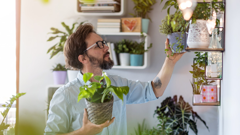 Man taking care of houseplants