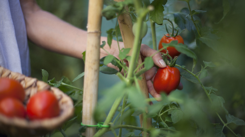 Someone picking ripe tomatoes