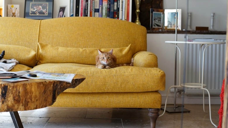 An orange cat lying on a yellow couch in a living room
