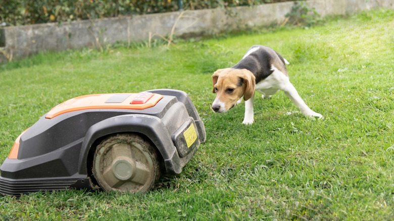 A robotic lawn mower on a lawn is sniffed by a dog