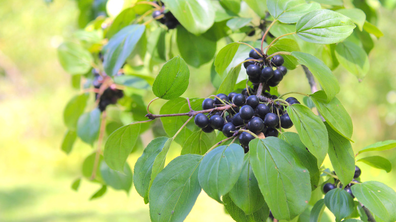 Black berries on a common buckthorn shrub.
