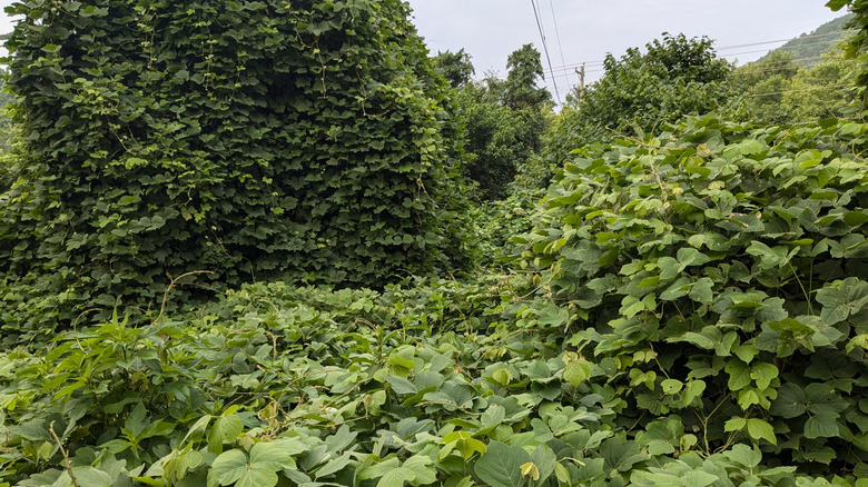 An area overgrown with kudzu vines.