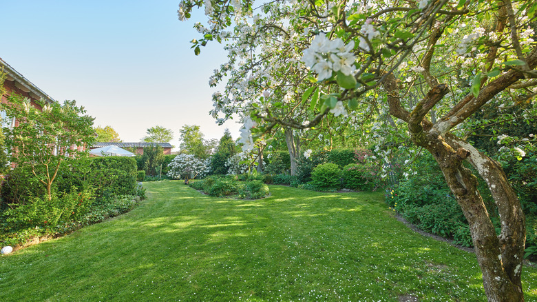 A green yard full of shrubs, trees, and other plants.