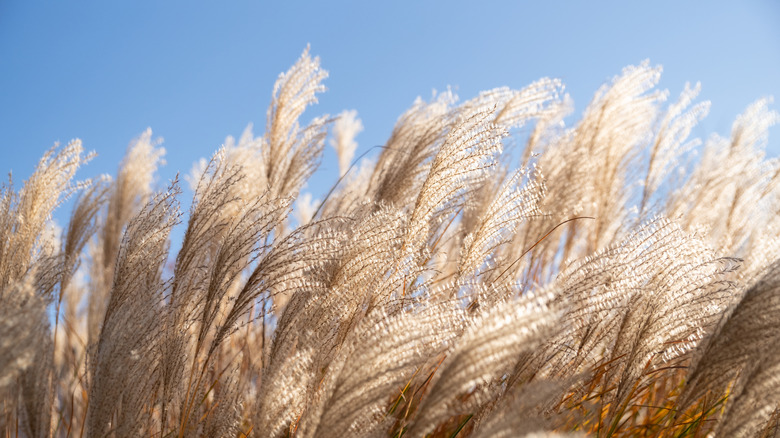 Chinese silvergrass moving in the breeze.