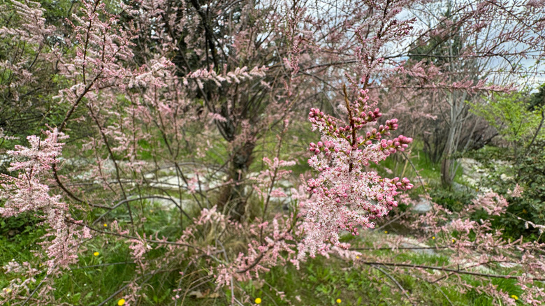 Salt cedar with blooming pink flowers.