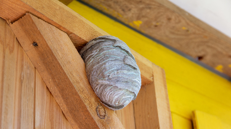 Wasp nest built on shed door