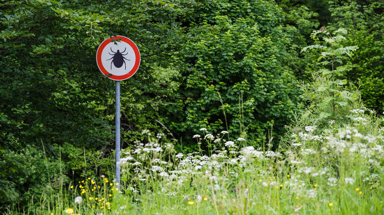 A tick warning sign posted along the edge of a forested area and flower meadow