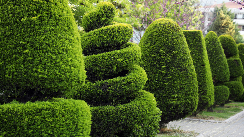 Spiral topiary