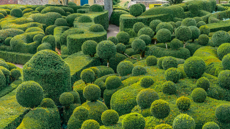 Garden of topiary trees