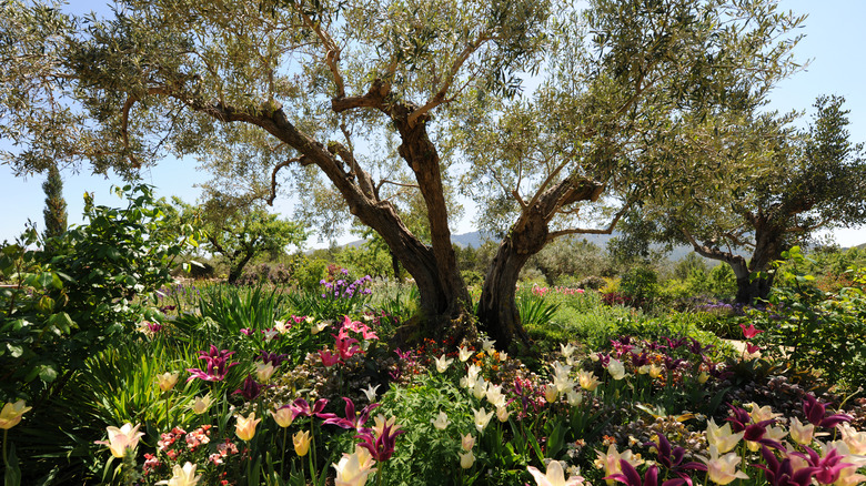 Large tree flowers planted underneath