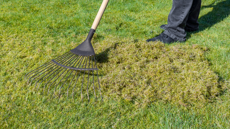 Removing thatch from a lawn with a rake