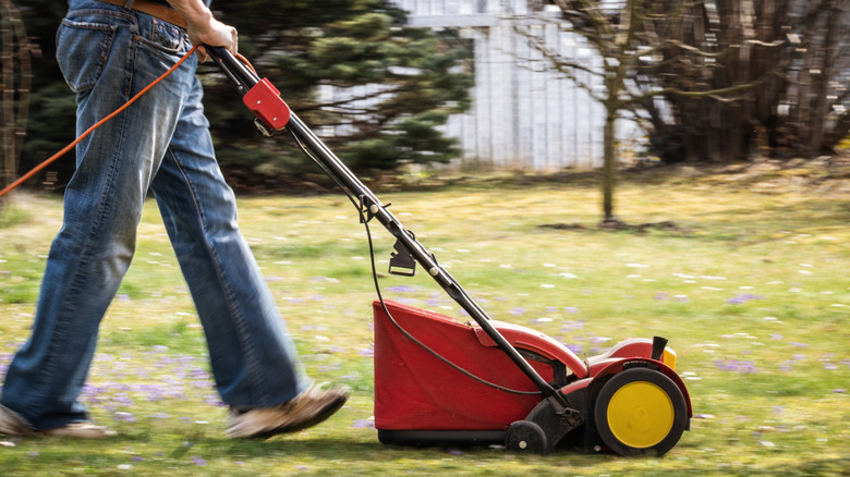 A person verticutting a lawn