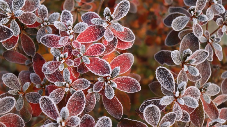 frost on leaves