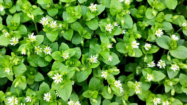 chickweed infestation in yard