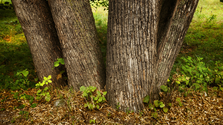 A tree with several codominant trunks