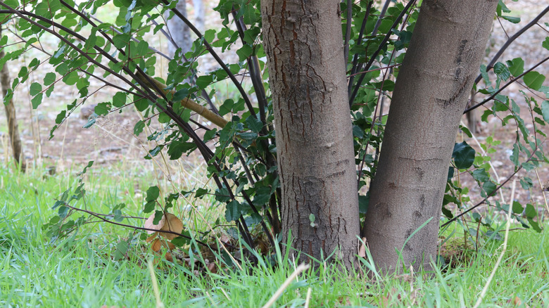 Tree with multiple trunks growing