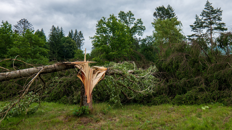 Tree with a split trunk after a storm