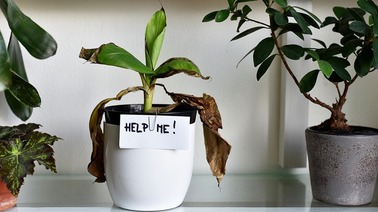 Dying houseplant with "help me" sign