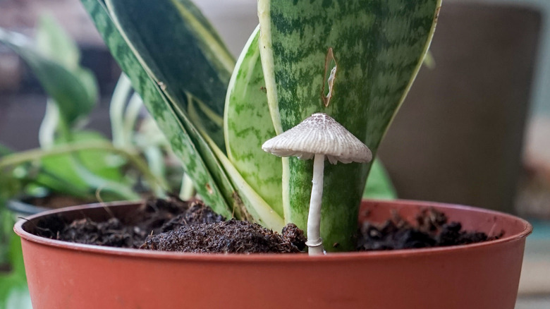 Mushroom in snake plant soil