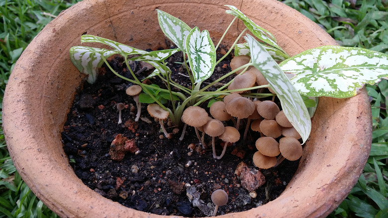 Mushrooms with houseplant