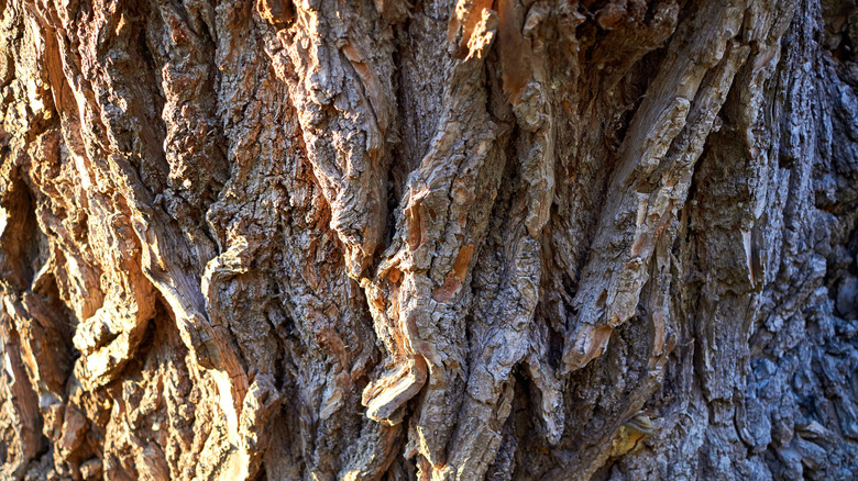 White tree bark