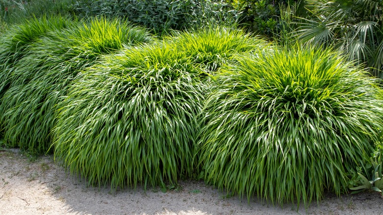 healthy Japanese forest grass 