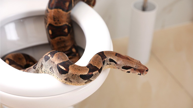 Snake emerging from toilet