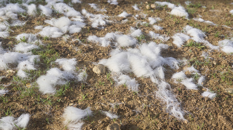 Clumps of white animal fur on the ground outside in a yard.