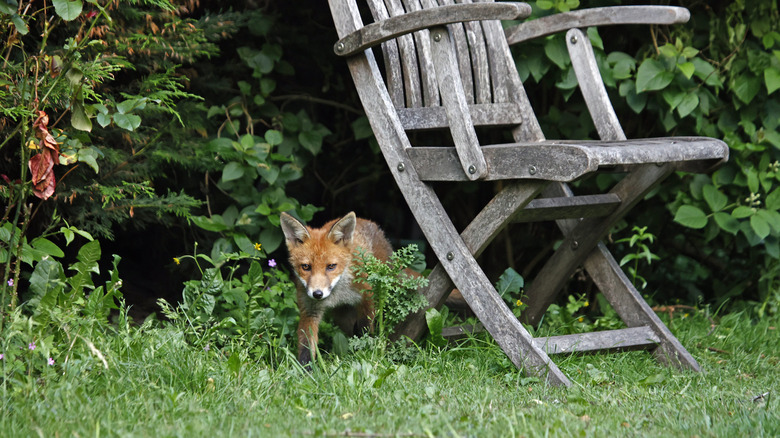 A young fox walks in a grassy yard behind a wooden outdoor chair.