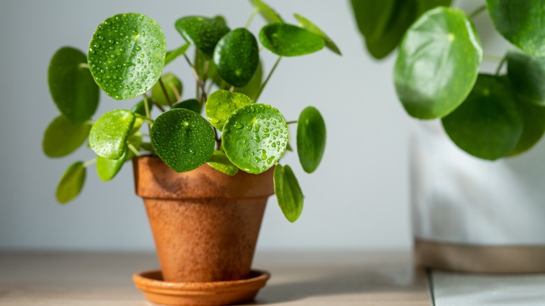 Pilea peperomia with wet leaves