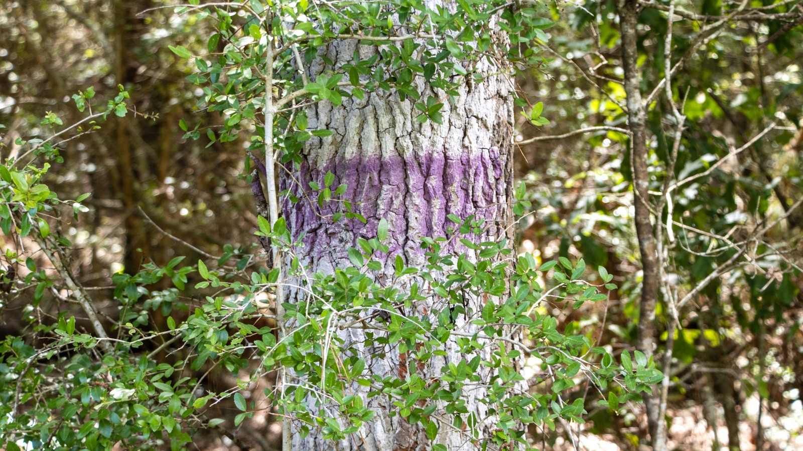 What It Means If You See A Purple Painted Tree